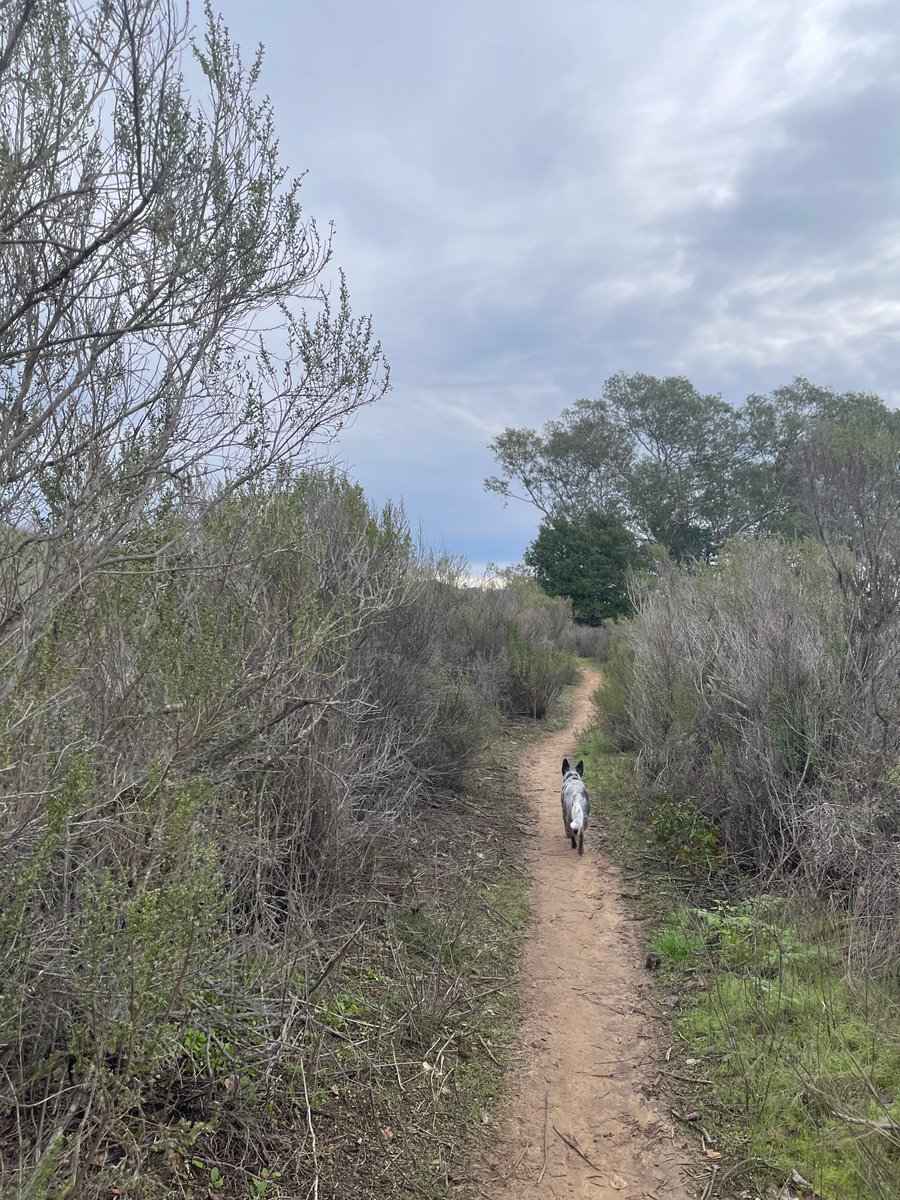 franfinney's tweet photo. Running with my pup on 7th day of #RunningBitcoinChallenge
Run/walk for @halfin and help find cures and treatments for ALS! https://t.co/PUIpWOQjmZ
Support @alsagoldenwest
Follow @RunningBTC21K
#RunForHalFin #ALS #MND https://t.co/nvGCU7xpJ1