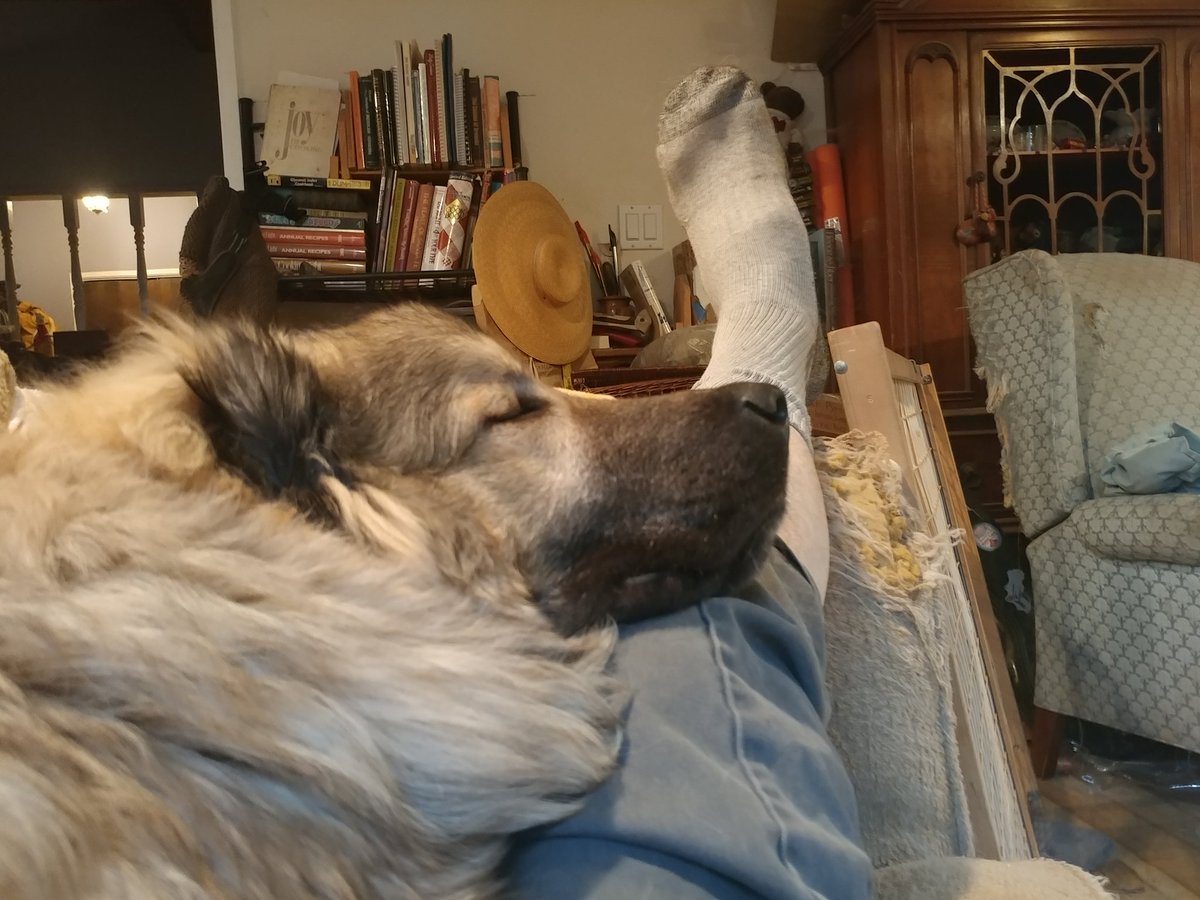 BigWhiteFireDog's tweet photo. Silly Floof naps in odd places!
Well, until she hears the camera then it's that side-eye! ๐คฃ
Don't forget we are still trying to save her home & rescue. https://t.co/QRs0rHKcNt
#WeeFloof
#NapAttack
#RescueDogs https://t.co/9eFXmmOadT