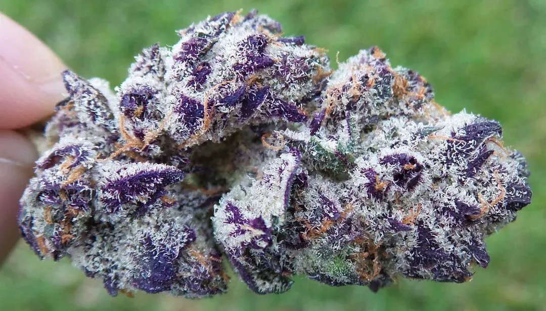 Cannabis Hub on Twitter "🌿 White Truffle 📷 karl_kronic maryjane 