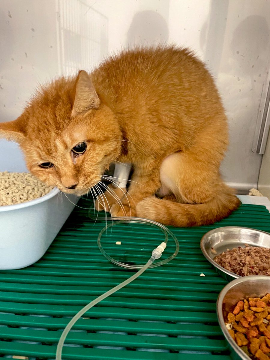 masaoz05's tweet photo. 実家の猫がご飯食べれなくなって、親が病院連れてったら肝臓がもうダメらしい

入院してなんとか延命してるけど、16歳でもう寿命みたい😞

会えなくて悲しいけど、改めて老いや死について考えさせられた

やりたい事をやるのも大事だけど、万が一のことも考えながら行動していかないといけない https://t.co/W3zDa3CVHk