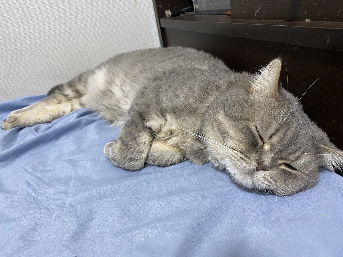 暖房をたっぷり浴びて気持ちよさそうに寝てますなぁ😽

#猫好きさんと繋がりたい