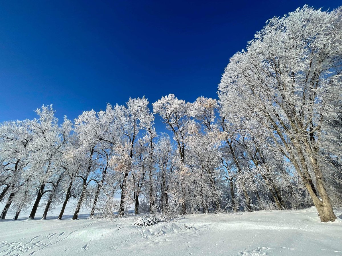 RT @mark_tarello: WOW! Frosty trees seen today near Fairmont, Minnesota. Photo courtesy of Sheri Fritz. #MNwx https://t.co/U7l5wJJMSE