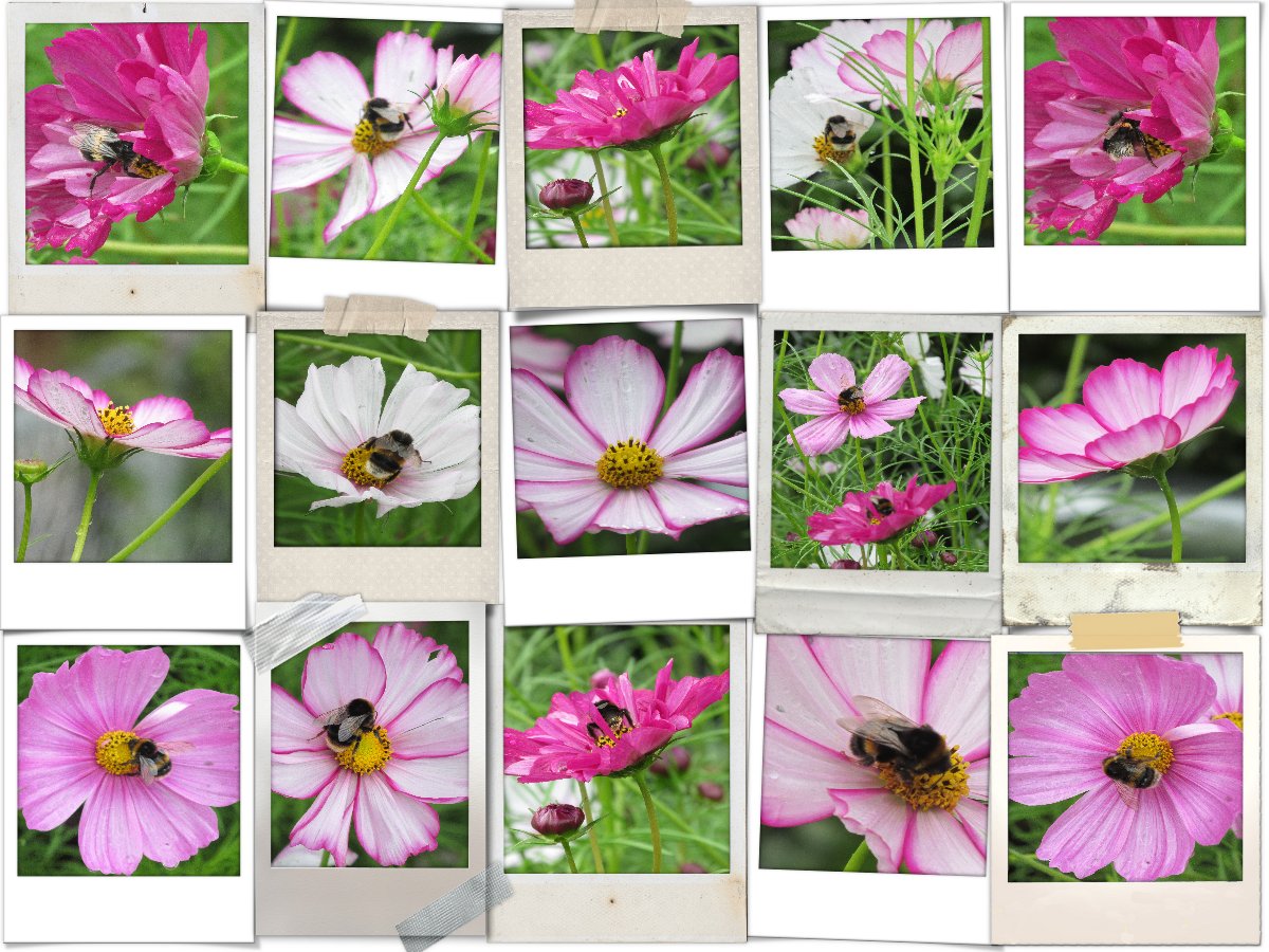 #FrequentFlyers #Bumblebees #Cosmos
😊🐝❤️