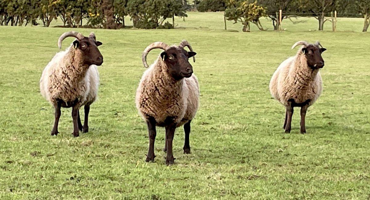 What do you mean…there are no more ginger nuts? 

These are some of my pregnant ewes, really happy how well they look
#manxloaghtan #rarebreed #nativebreeds #choosewool #sheep #farming #unescobiosphereIOM #isleofman