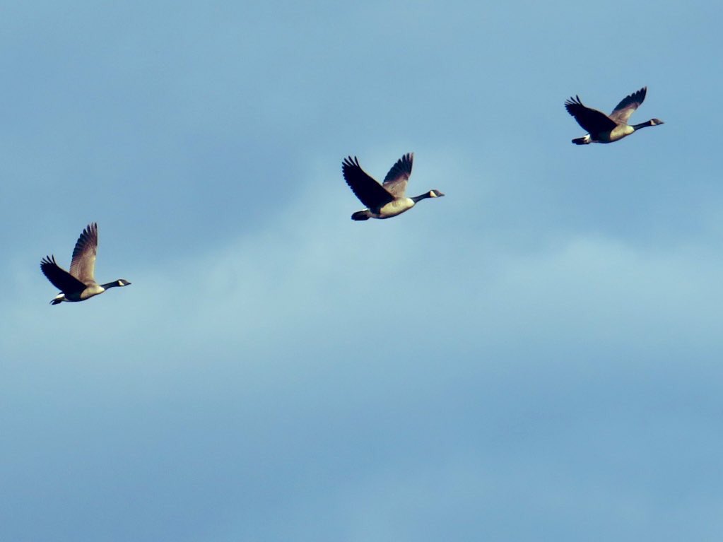 ErinPant's tweet photo. A flock of geese fly over Lake Hallowell in Olney, Md. https://t.co/eDneSnRtGR