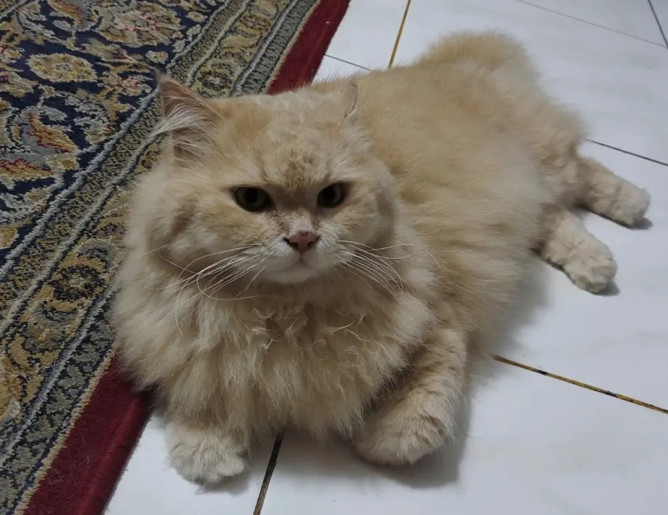 Fernandesdoni (@fernandesdoni8) on Twitter photo 