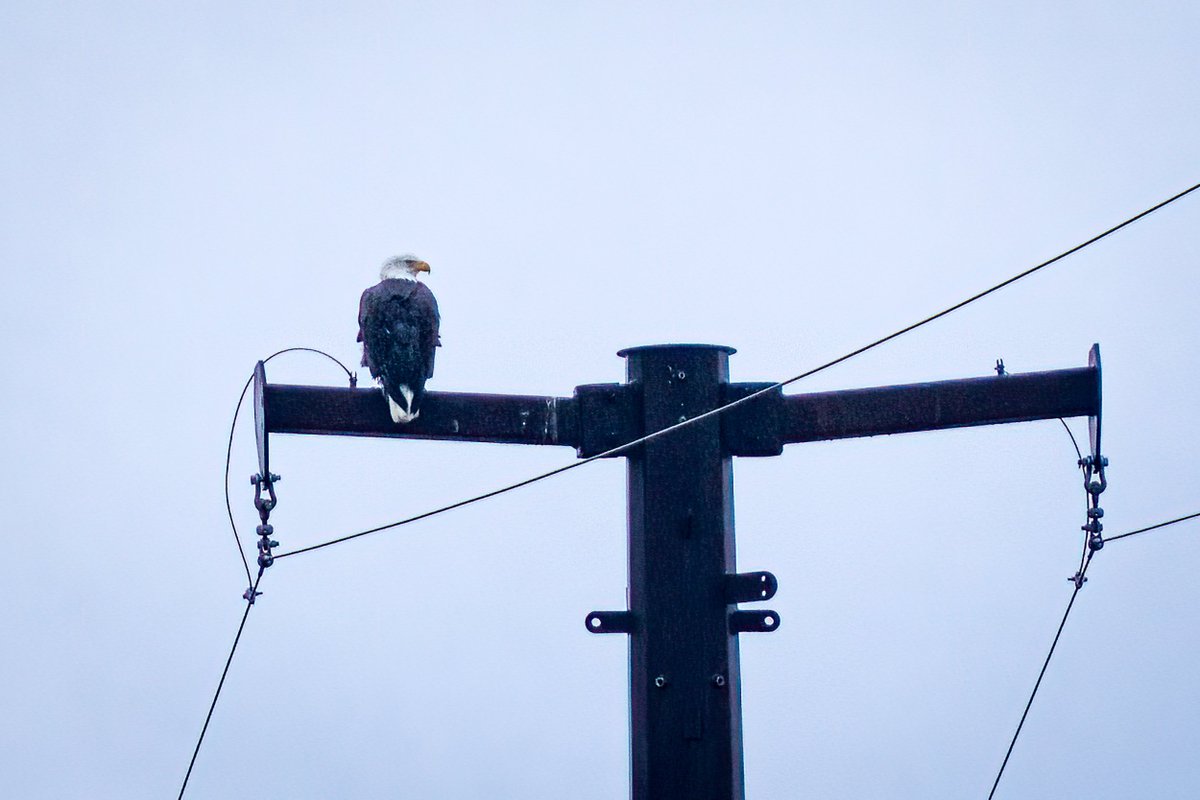 Today was the Mid-Winter Eagle Survey. Total #s will take time, but we saw 7 eagles at the Trout Hatchery in Plainfield. These photos are from volunteer Bill Gingras today. 
#baldeagles #raptors #birdsofprey #conservation #thelastgreenvalley #tlgv #nationalheritageareas #nps