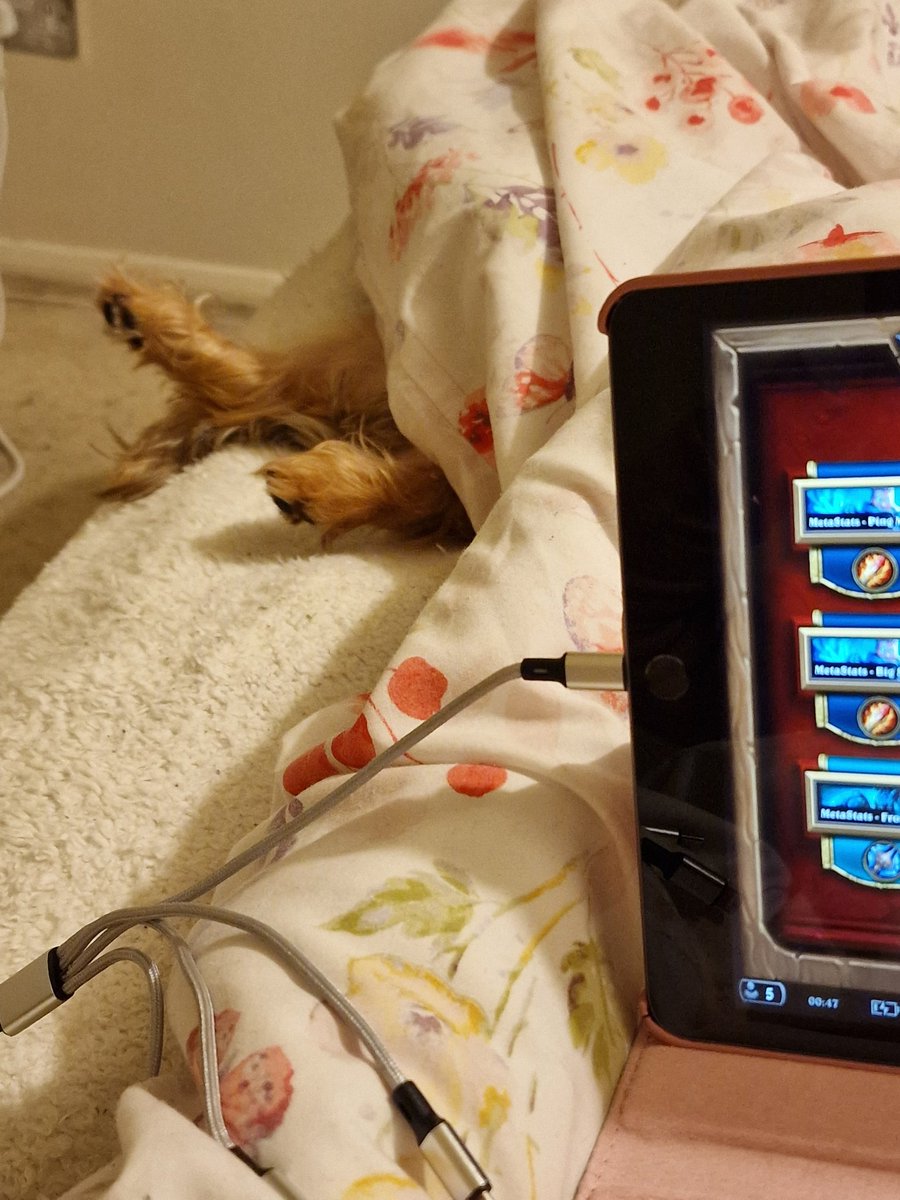 LeideeSquirrel's tweet photo. Tell me the weird things your dog does without telling me the weird thing your dog does #dogsoftwitter https://t.co/hkvteqBkcj