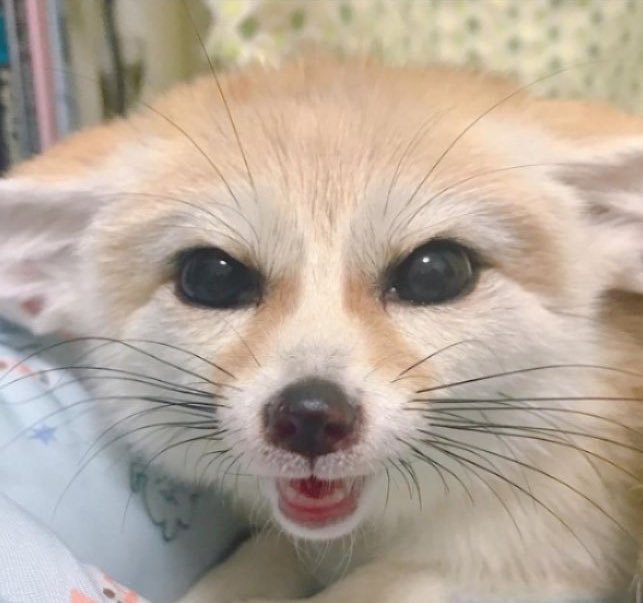 jeongin as fennec foxes on Twitter