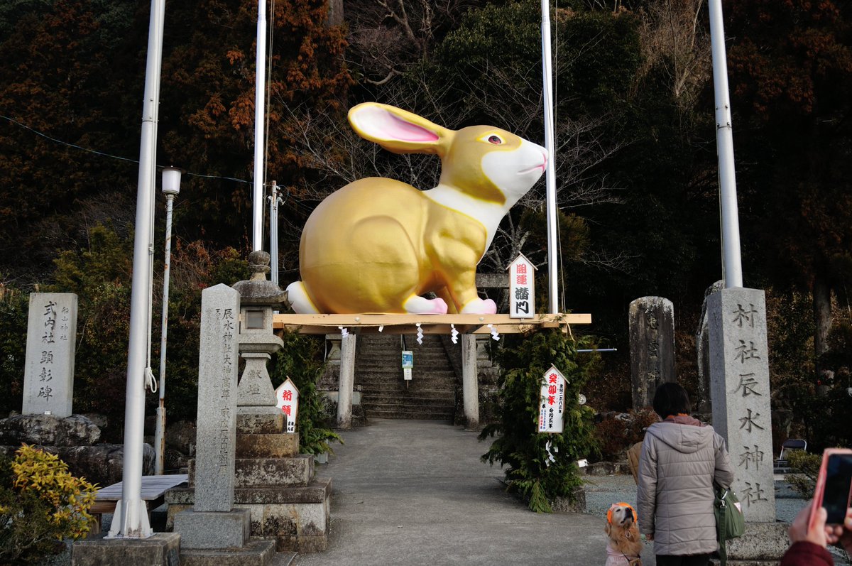 ☆2023年、金色のウサギです。☆ 11月8日、津市美里町「辰水