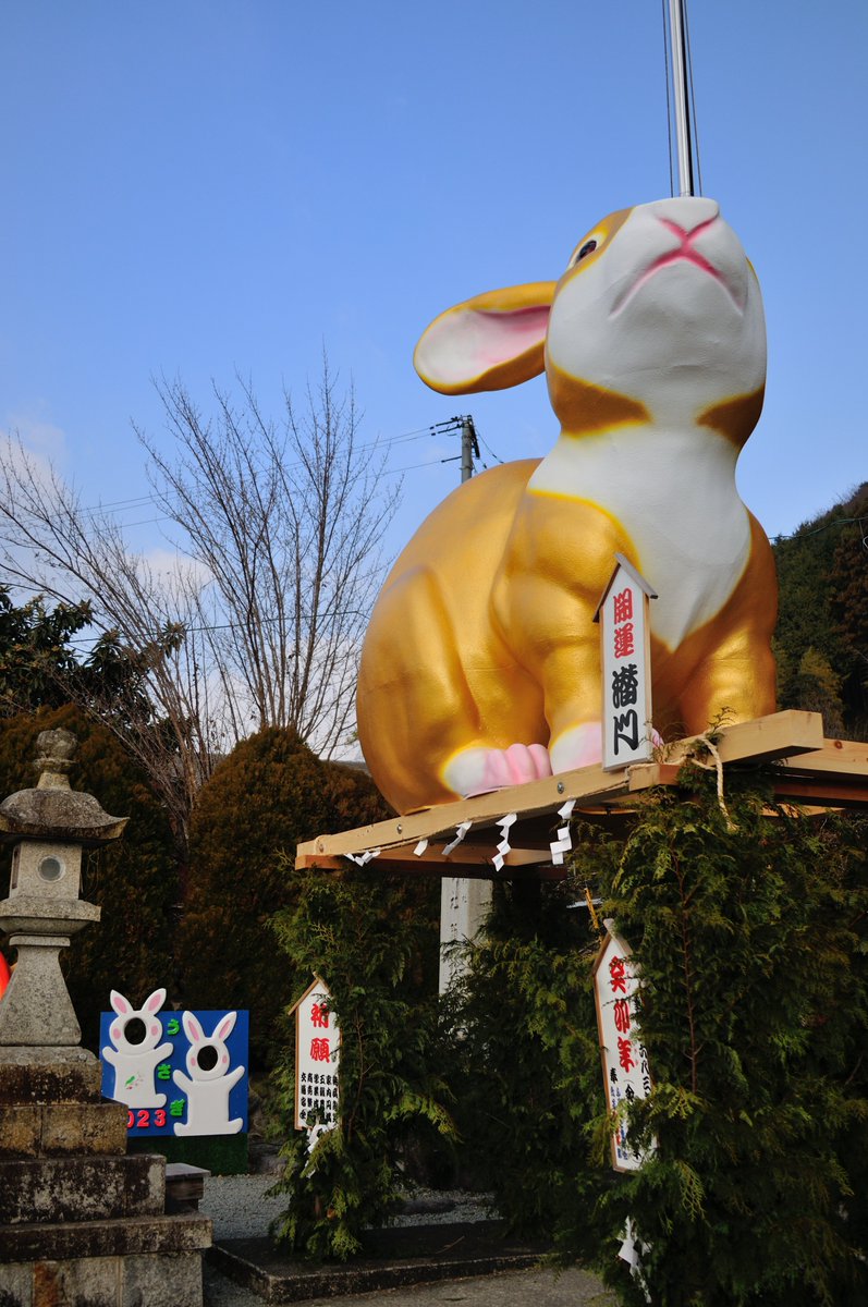 ☆2023年、金色のウサギです。☆ 11月8日、津市美里町「辰水
