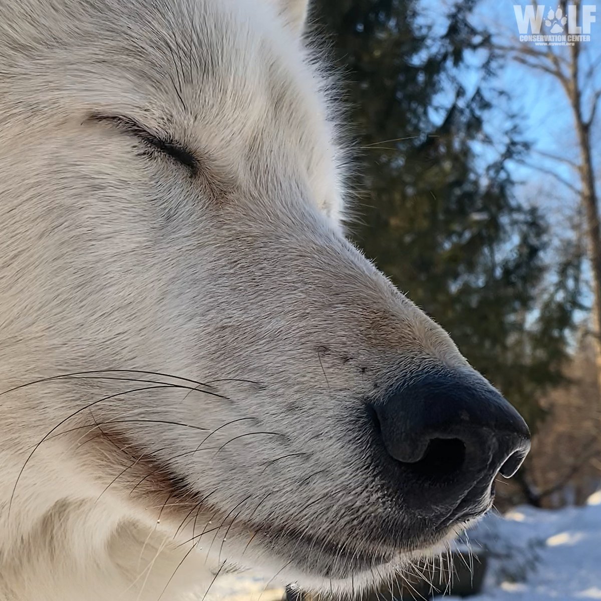 nywolforg's tweet photo. Just breathe. 🐺 https://t.co/mtorjf7XVl