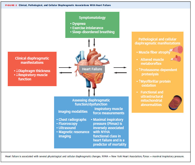 commerepmx's tweet photo. The training of the main respiratory muscle, a new strategy to improve the physical capacity of patients with heart failure. 🫀🫁🩺🧑‍⚕️.
https://t.co/fh9AZzu2bE https://t.co/M6hM6dnfWJ