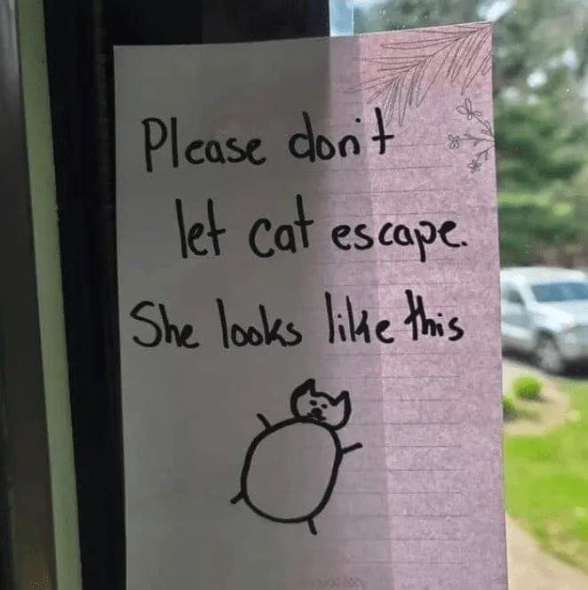 cats who share one braincell (@catbraincell) on Twitter photo 