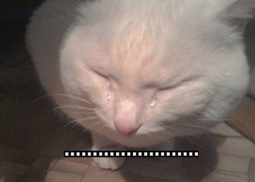 Trevor (@mtrlbcy) on Twitter photo 