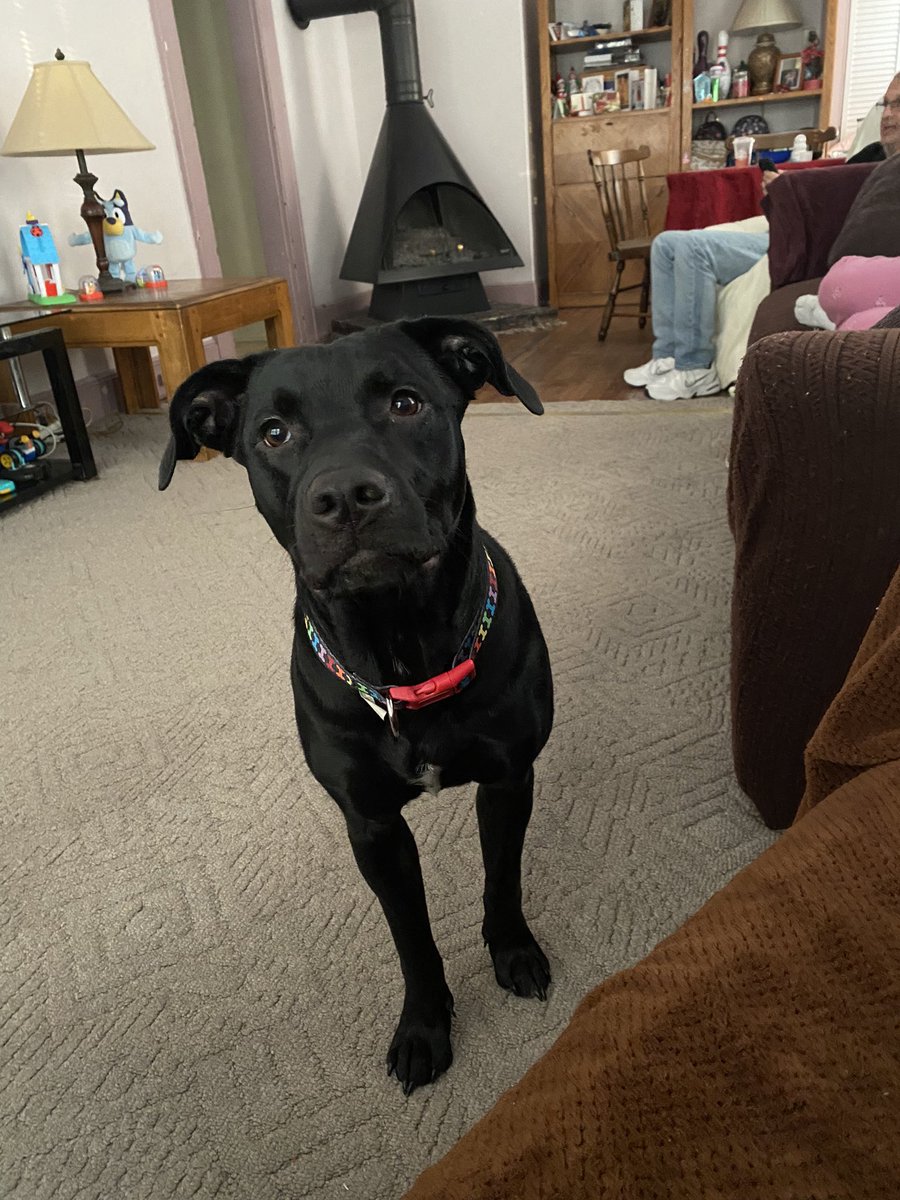 OlgaMichaels's tweet photo. @danyevha I wanted to show you my new puppy. Her name is coco and she is 9 month old Black Labrador. She is a rescue 🐕‍🦺🐕‍🦺I finally was able to open my heart again💜 https://t.co/7wkyx5W9G9