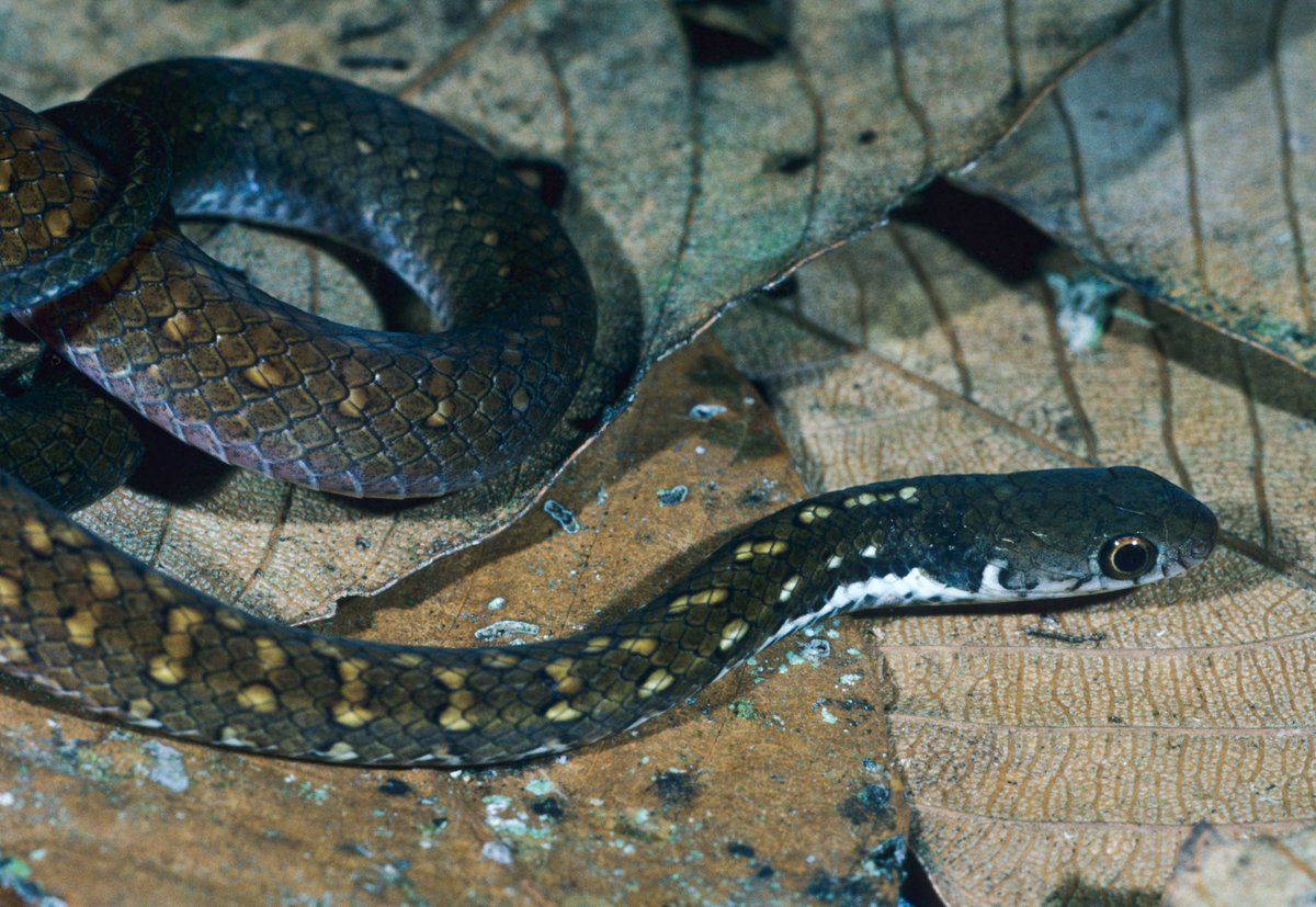Boie's Smooth Snake (Gongylosoma baliodeira) is a leaf-litter-dwelling snake found throughout Indonesia, Malaysia, and Singapore. Like most snakes worldwide, it is poorly known. That's why we support snake research and try to empower herpetologists. [pic by John Murphy].