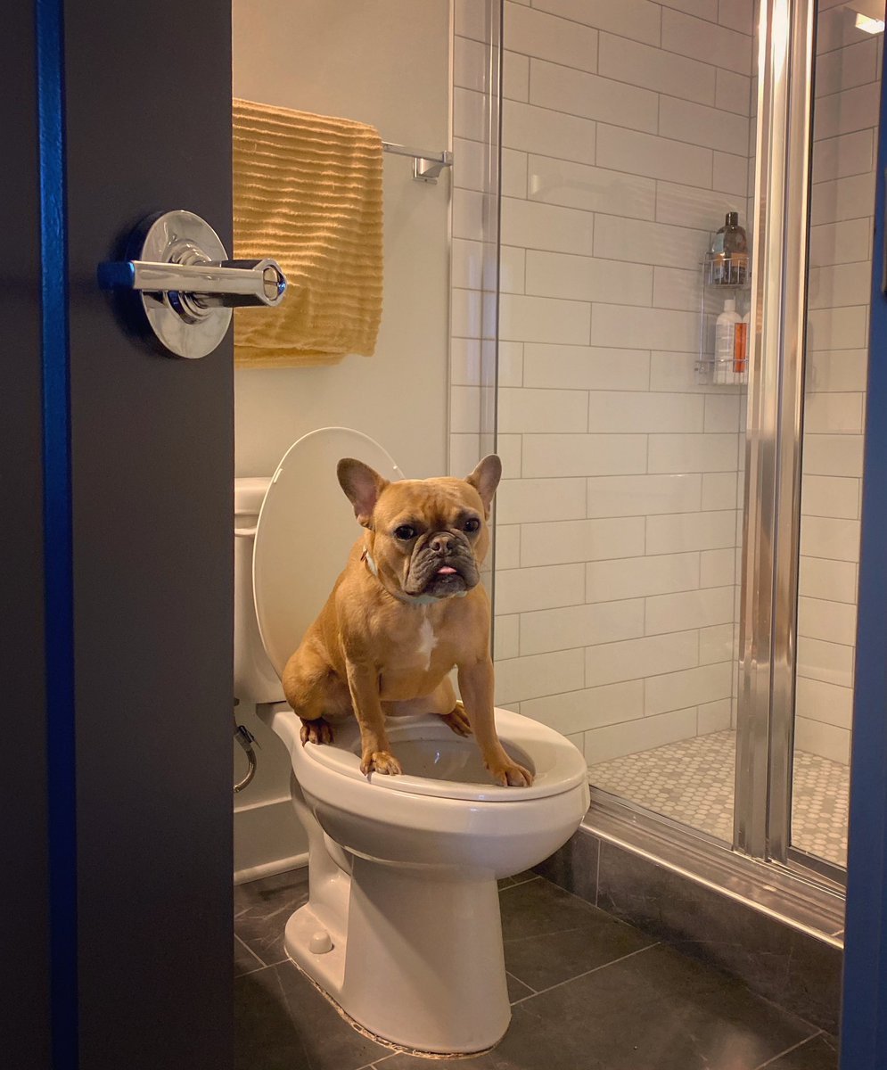 Other people: “I never let my dog on the furniture at home.” 

My dog at home: