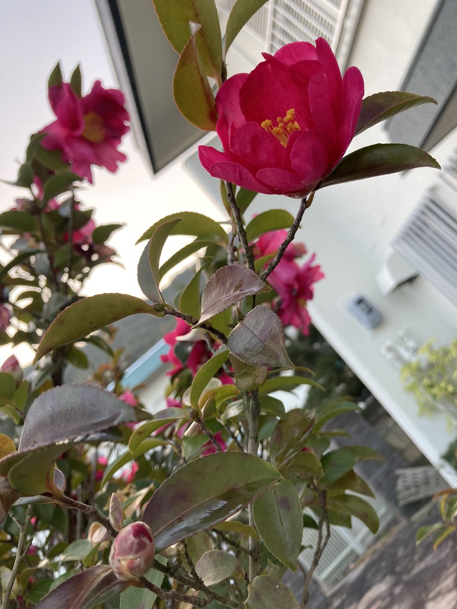 kaz6thlife's tweet image. 【#Soliloquy about #MolecularStructure #physics&#life:3/4】
#マインドフルネス 中、の雑念②
:
(同心円状の)幾つも見えて来ます。
それが色んな形に繋がり、
まるで細菌か有機物の細長い分子の繋がり、複雑に連なる構造物(化学的)が見えて来ます。
歳を経て眼鏡を掛けても同じ【continue】