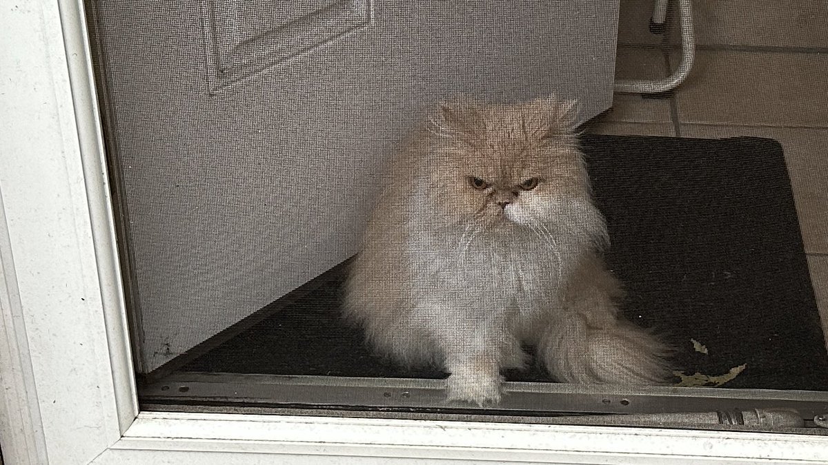 AtnMustBePaid's tweet photo. How much is that kitty in the doorway?🎵Happy #Caturday #Cats #catsonTwitter #CatsofTwitter https://t.co/CNpIki318s