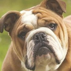 Jacobbeyan's tweet image. بولداگ ولایت اعظما
#سردار_رادان 
#IranRevolution