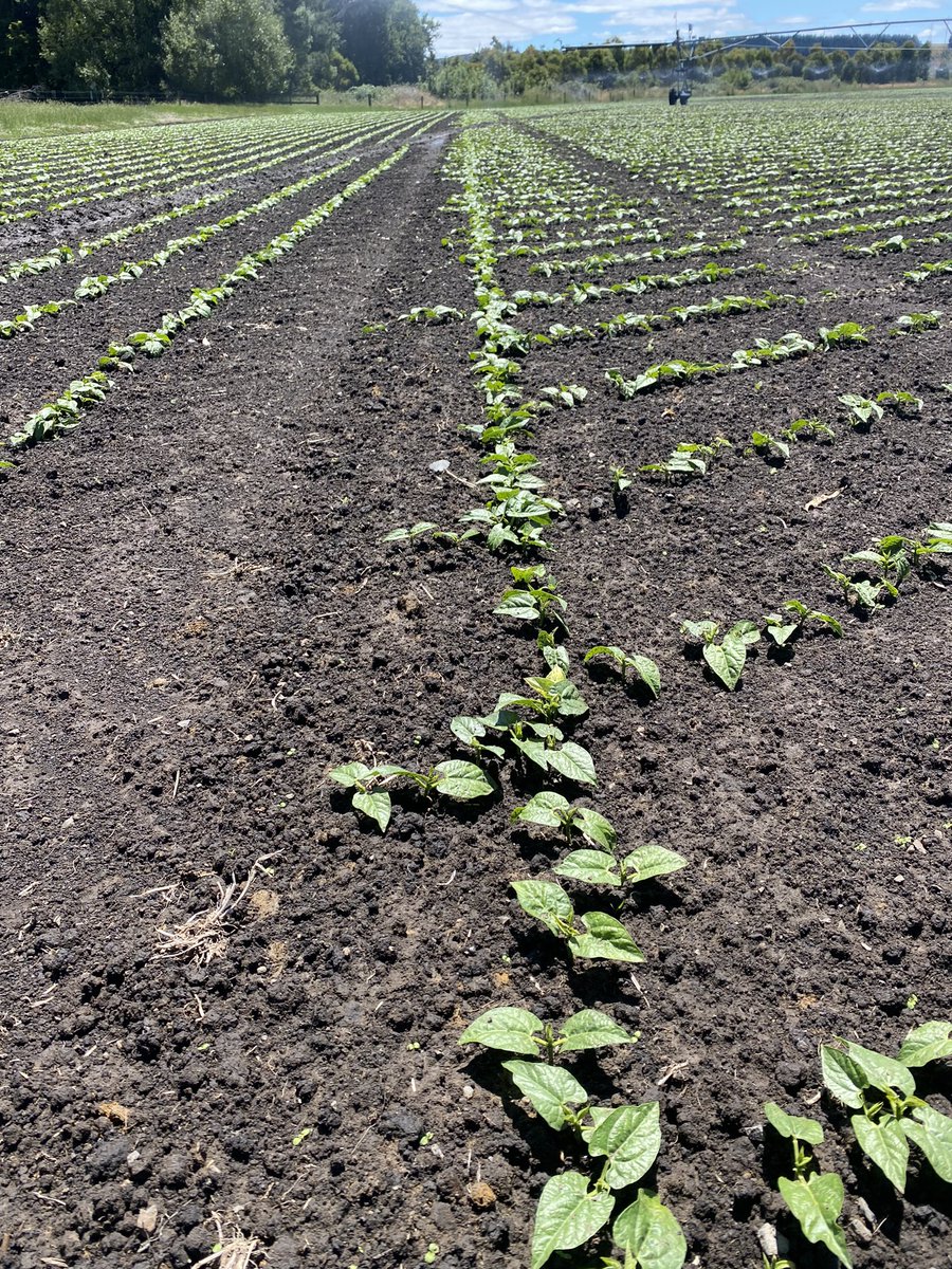 Robbie Tole tweet media