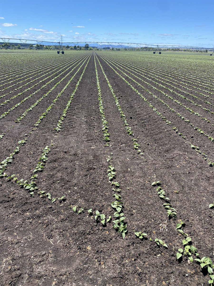 Robbie Tole tweet media