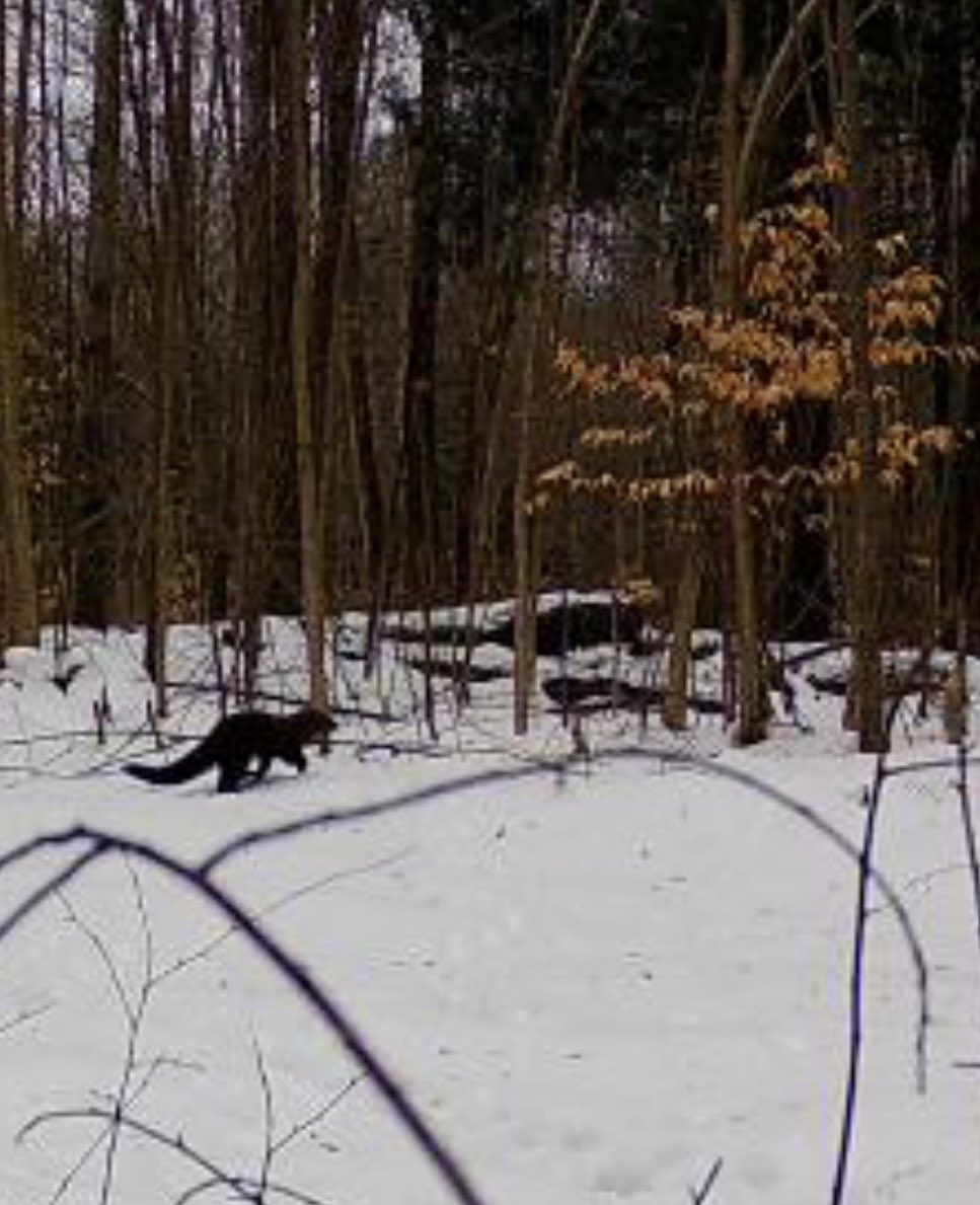 The fisher is back! 

#fisher #wildlife #thegreatoutdoors #snow #trailcampics #trailcamera #photooftheday #animalsofinstagram #wildlifephoto