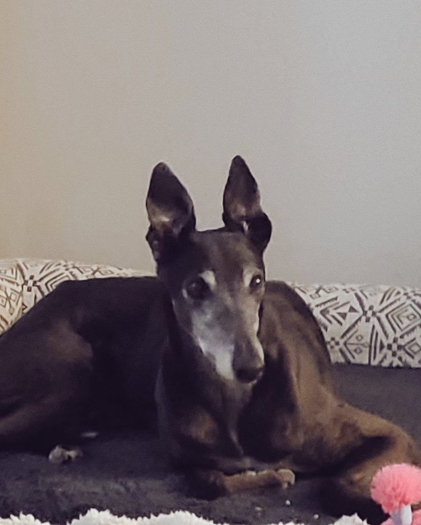 all the better to hear you with, my dear.