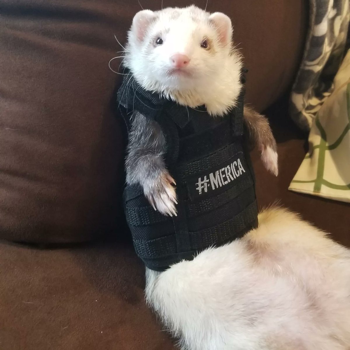 FerretTornado's tweet photo. @FreeCastTV @OfficialOPLive My Tactical #Ferrets are ready to lend a paw if needed. 😁 We are watching #OnPatrolLive on #FreeCastTV https://t.co/jDbgyJ9nbF