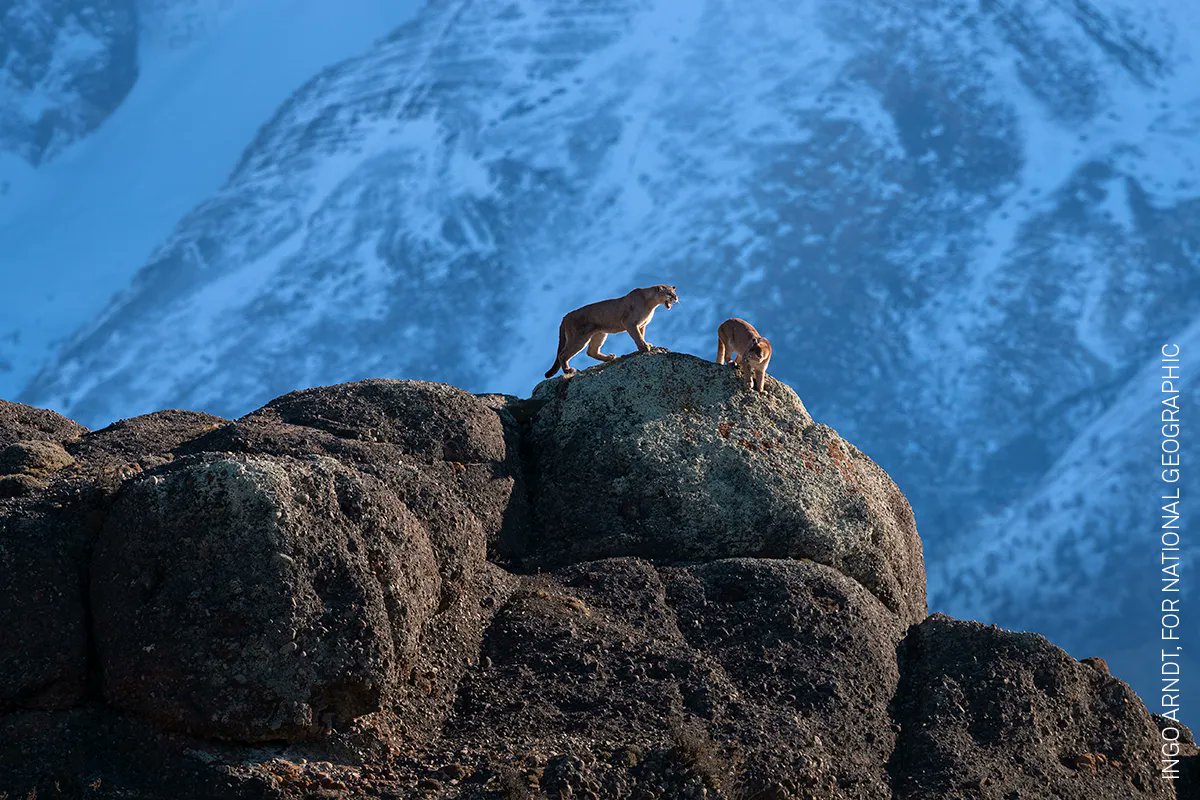Photo of the Day | A male puma follows a female on heat, in Patagonia, Chile, in August 2017. Pumas are the widest range of any large wild mammal in the Western Hemisphere. By Ingo Arndt for <a href="/NatGeo/">National Geographic</a>, awarded in the 2019 Contest: bit.ly/3jWJSSM