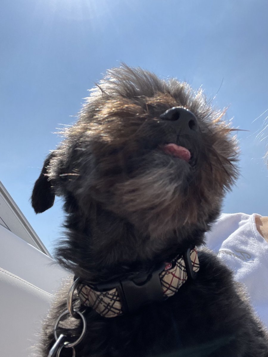 SandiDaytime's tweet photo. It’s ok when Roscoe sticks his tongue out, but if one of us did it…? https://t.co/wrlIxYxS2x
