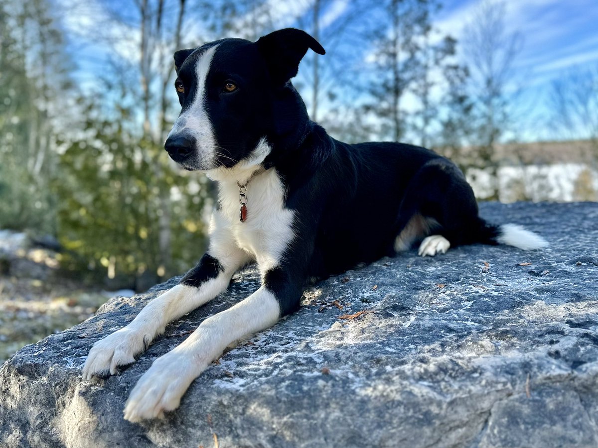 CPudel's tweet photo. Out for a #hike with Cooper today in #cottagecountry ! So beautiful out with strong sunshine warmer temps.  #wintersunshine #cottagelifesub #kawarthanow #cottagedogs @kawarthanow @cottagelife White Lake, Douro-Dummer, ON 1 of 3 https://t.co/WVnJLRO8is