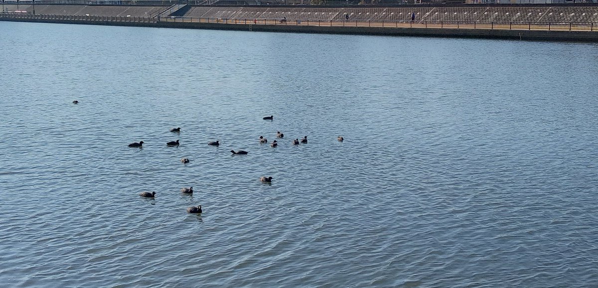 mei6413's tweet image. 朝ランで奥戸周辺の散策。
新中川の土手でカイデン?の群れに遭遇し、奥戸陸上競技場で南葛サッカー大会をやっていた。
新シューズの　#CATAMOUNT　もいい感じにフィットしてきた。
充実した朝ランでした。
#朝ラン　#トレラン