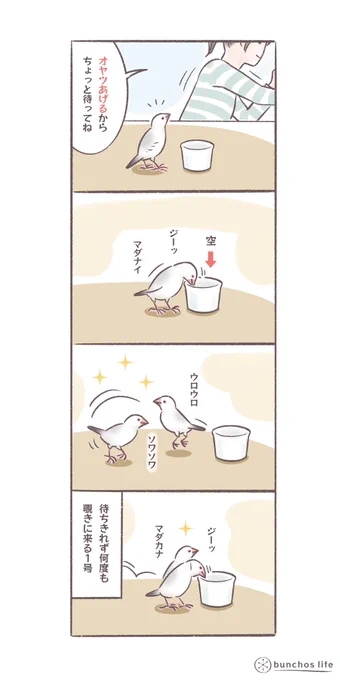 オヤツ待ちのときに何度も覗きに来る1号、楽しみにしているのが伝わってきて可愛い
#文鳥 
#bunchoslife 
#4コマ漫画 