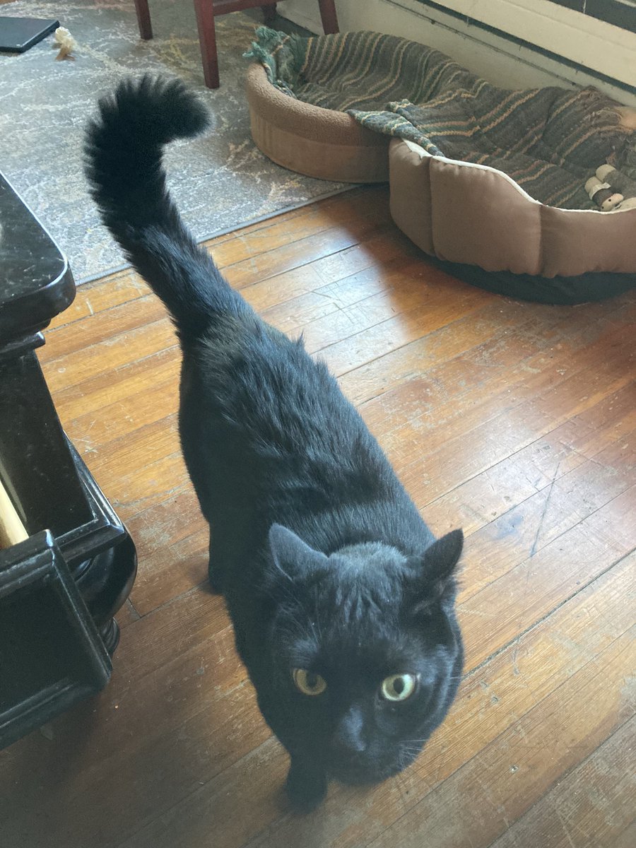 westghentwitch's tweet image. Spider Monkey Jones earlier today. He was spicy.#puffytail