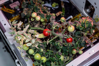 Los tomates rojos y verdes crecen en una cámara de crecimiento XROOTS. Los investigadores probaron métodos hidropónicos y aeropónicos como alternativas a los medios de cultivo tradicionales para producir plantas en el espacio.

ISS NASA