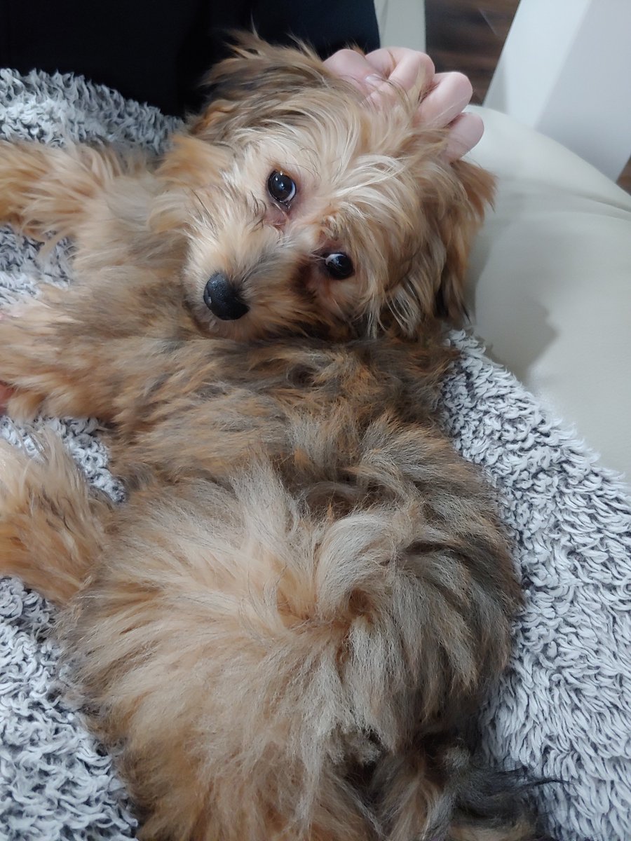 goblin_bone's tweet photo. @EuphoriTori Enjoy this picture of my tiny dog at 8 months old https://t.co/YivMAcdrXf