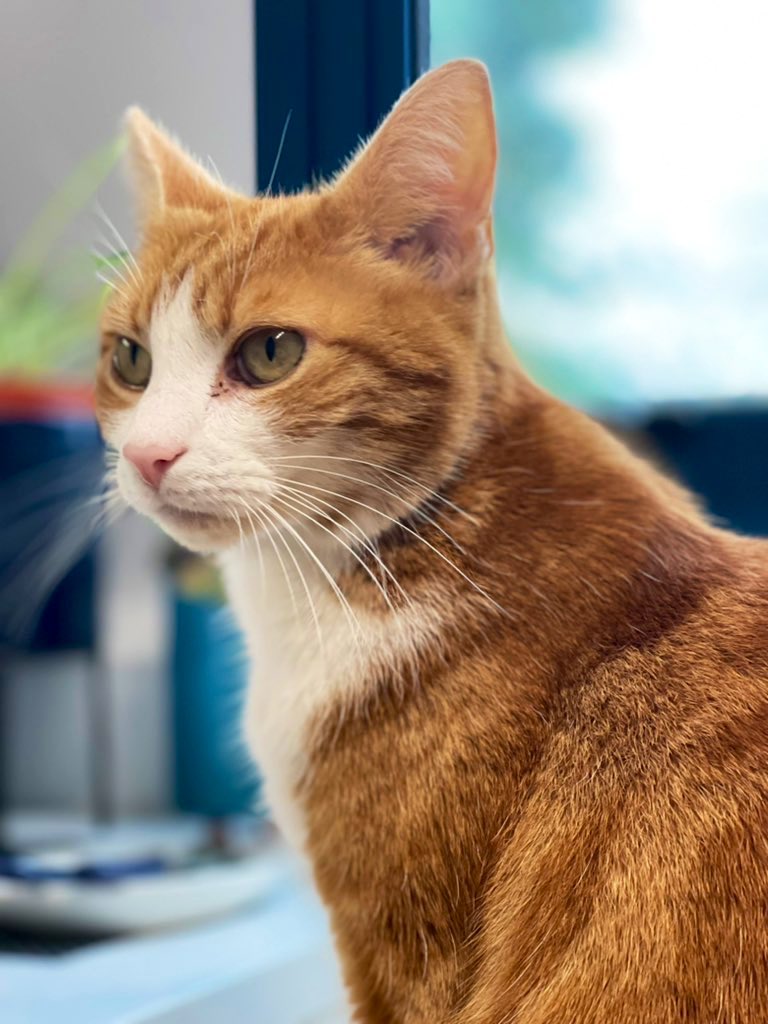 Good morning &amp; welcome to Roast Dinner Day

Another person's beauty is not the absence of your own. 

Beauty is in the way you hold yourself. It is how you treat people. 
The way you love. 
It's self acceptance. 
Beauty is in your soul. 

#CatsOnTwitter #CatsofTwitter