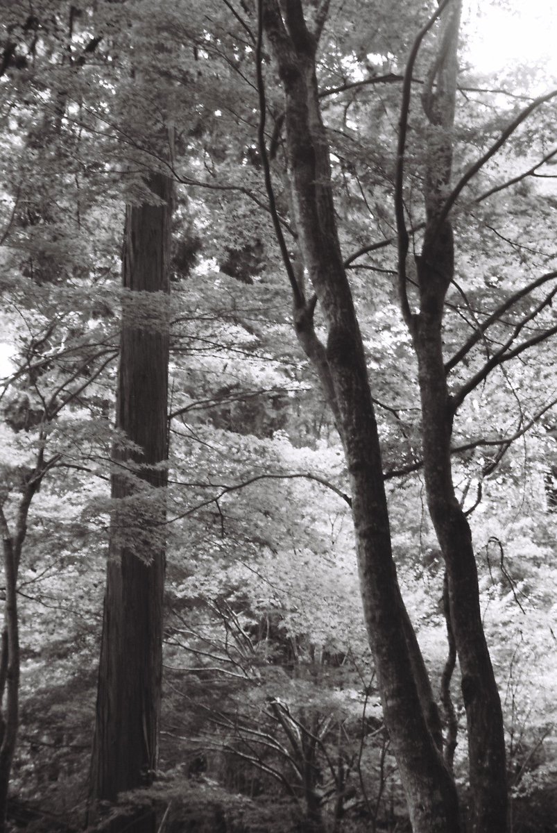 kyoto_suki's tweet photo. 晩御飯を作らなくていいと思ってたのに🥺
#Olympus #OMPC TAMRON 71A ASPHERICAL 28-200mm F3.5-5.6 #Film #ILFORDDELTA100 #チャンプカメラ #monochrome #blackandwhite https://t.co/ICifwZOwQW