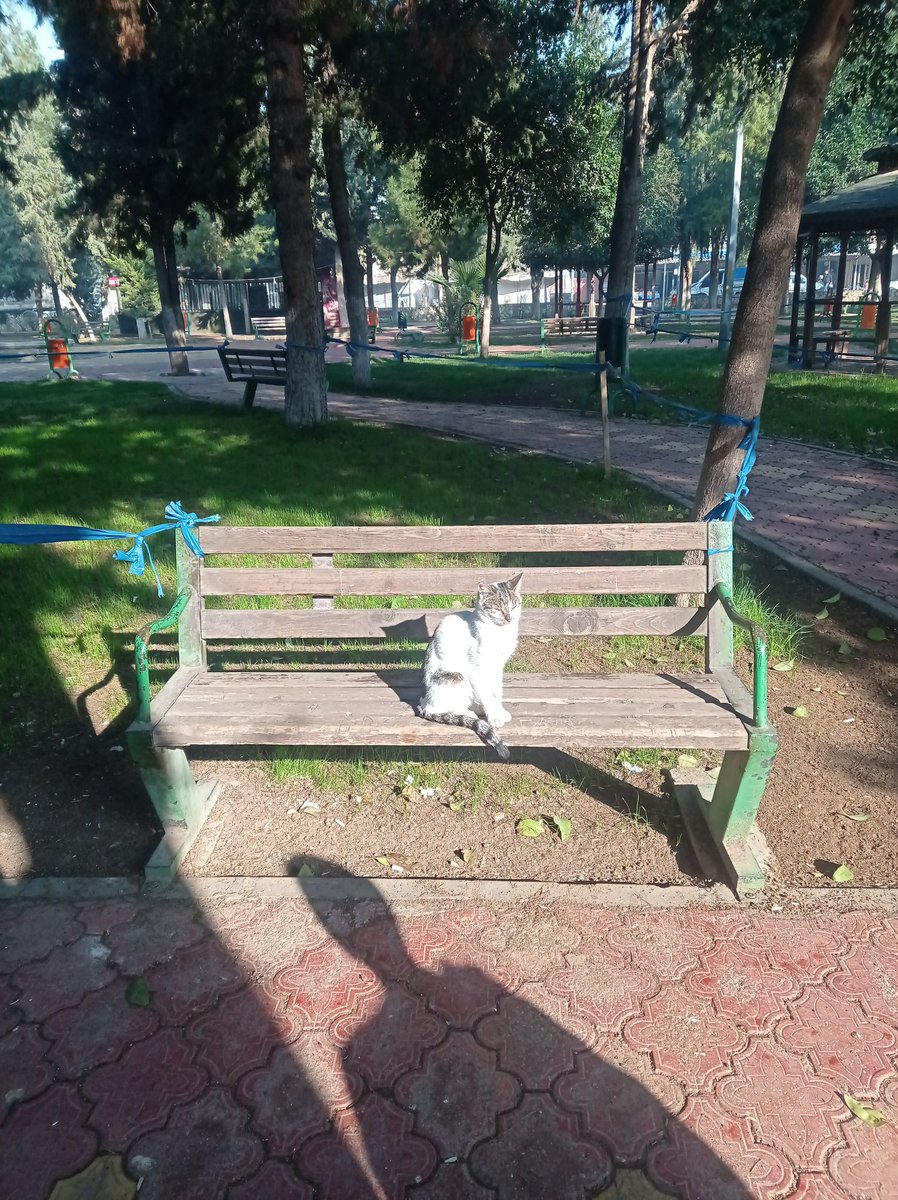 Kış ortasında Kedinin güneş keyfi görülmeye değer.