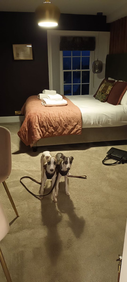 All ready to go out for our very first New Years Eve in #Askrigg #whippets