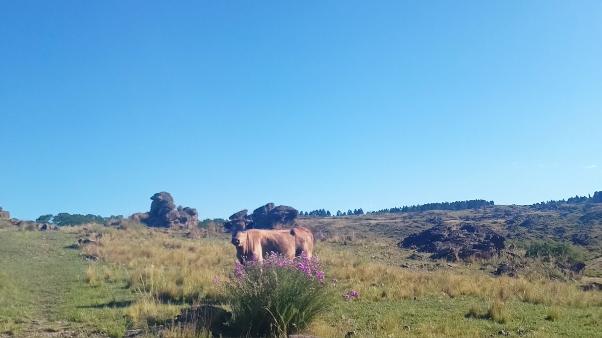 amarzucaperera's tweet photo. Con un ramo de vaca, bienvenido #2023 https://t.co/EMTgvW7yZf