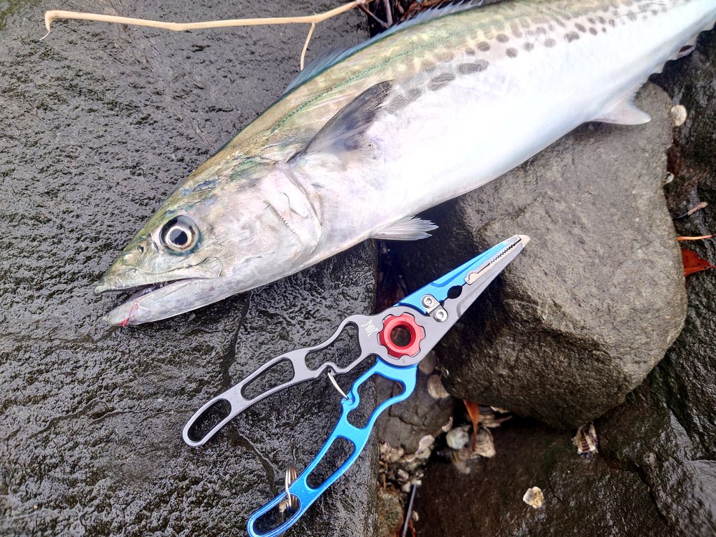 fish_throttle's tweet photo. サゴシ(›´-`‹ ) 本日はミニサイズですが1本GETです
#NonModo https://t.co/J8Bf7UtY6H