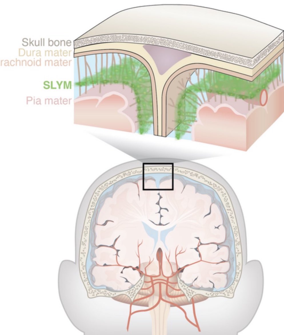 Fourth meningeal layer:

The Subarachnoid Lymphatic-like Membrane (SLYM)

science.org/doi/10.1126/sc…