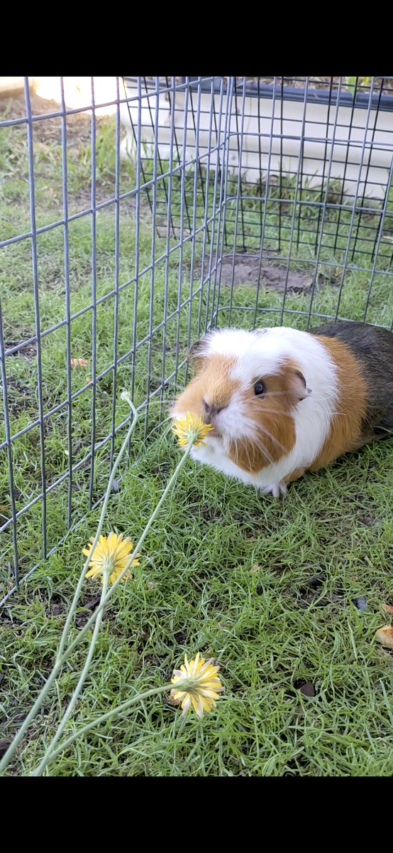 Humoschannel's tweet image. タンポポとマロンちゃん💕
#guineapig #pet #モルモット #小動物 #癒やし