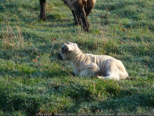 Picture of the Day from #Monmouthshire/#SirFynwy 2013 
#lamb #newborn #Wolvesnewton #Wales #January geograph.org.uk/photo/3294657