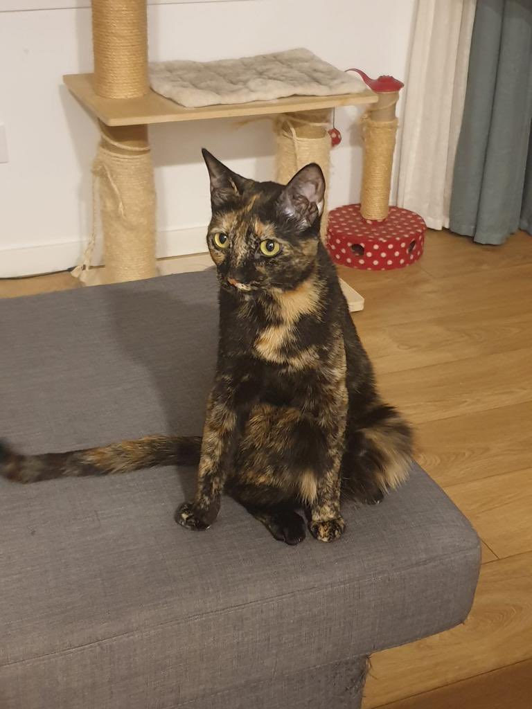 haciendo a mi janita para practicar con #nomadsculpt