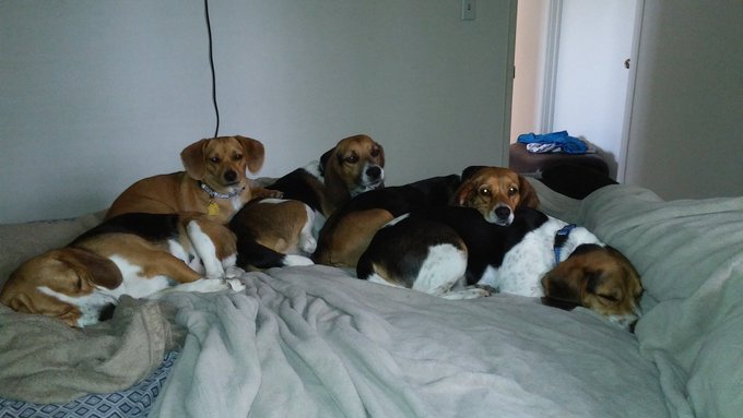 What kind of dogs do you have? https://t.co/Kr09QzyBnr