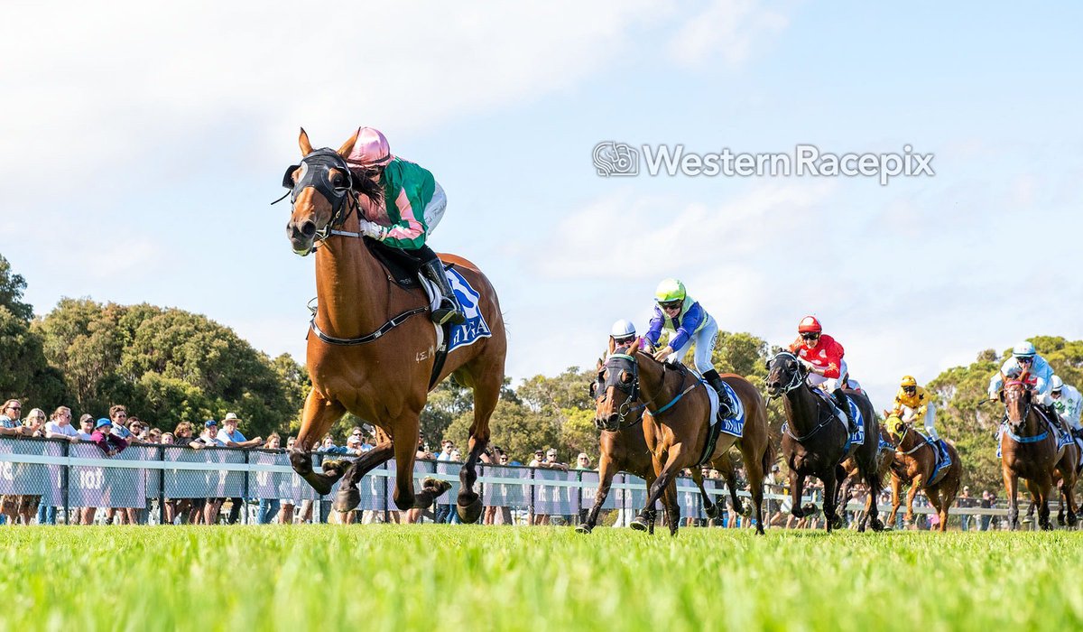 WesternRacepix's tweet photo. CARTANERA - Albany Sun 8th January @AlbanyRacing #WesternRacepix #FitzpatrickPlateDay 

More 📸 https://t.co/SigLznY1t7 https://t.co/OozA9c0x73